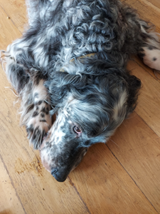 dog lying on wooden floor